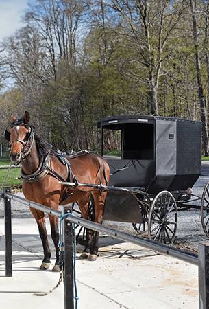 amish buggy